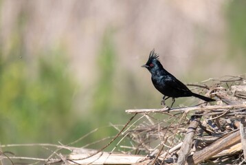 Stunning phainopepla male bird in profile 