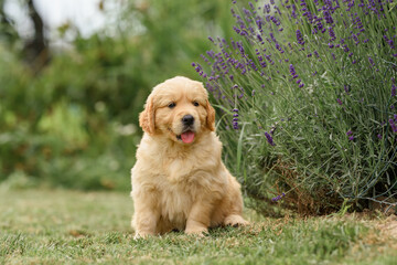 Fototapeta premium with cute newborn golden retriever puppy in summer with lavender at sunset