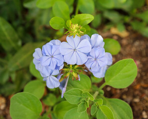 flowers plants summer 