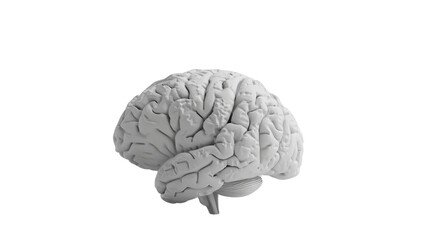 Brain grey on transparent background