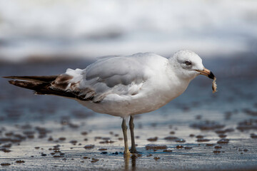 seagull on the beach