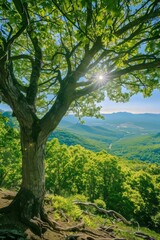 Fototapeta premium As the sun sets over the blue Ridge mountains, the lush landscape of the Blue Ridge Parkway is visible