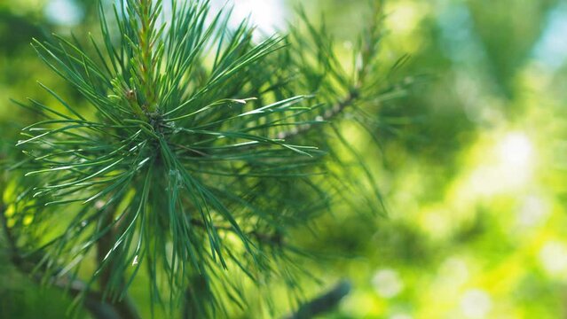 Spring pine branches showcase adaptation. Flexible new growth withstands wind. Stomata on needle surfaces regulate water loss. Resin ducts in needles and bark produce terpenes, creating the