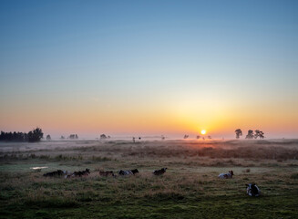 cows in foggy early morning meadow during sunrise in dutch province of overijssel
