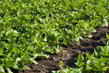 green young beans grow in the field. rows of green plants in the garden. farm grows natural products.