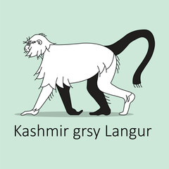 Kashmir Grey Langur Icon: Rare Primate Wildlife Illustration with editable stroke.
