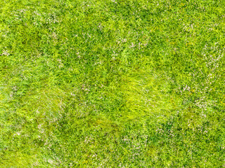 Aerial view of grass meadow. Texture of green field in rural area.