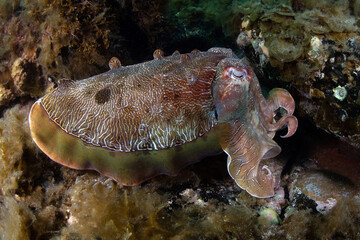 Australian Giant Cuttlefish