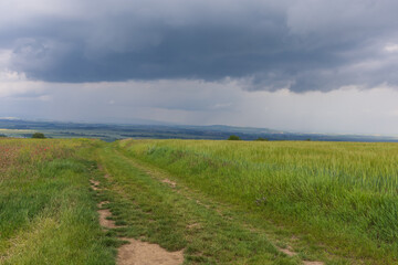 Beautiful spring landscape before the storm. Grain fields and dark clouds are seen.