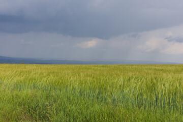 Beautiful spring landscape before the storm. Grain fields and dark clouds are seen.