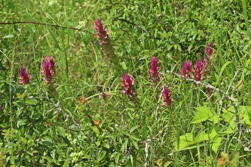 Acker-Wachtelweizen (Melampyrum arvense).