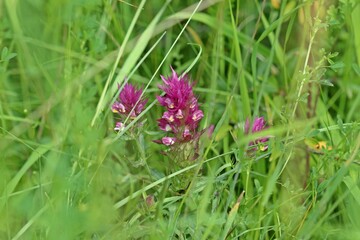 Fototapeta premium Acker-Wachtelweizen (Melampyrum arvense).