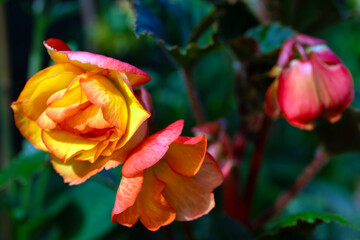 Begonia Crispa Marginata coming into flower.