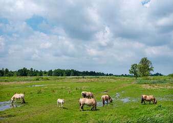 fjord horses in green landscape of national park weerribben wieden in the netherlands