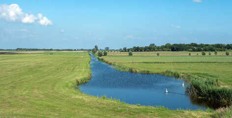 swans in national park weerribben wieden on sunny summer day in dutch province of overijssel