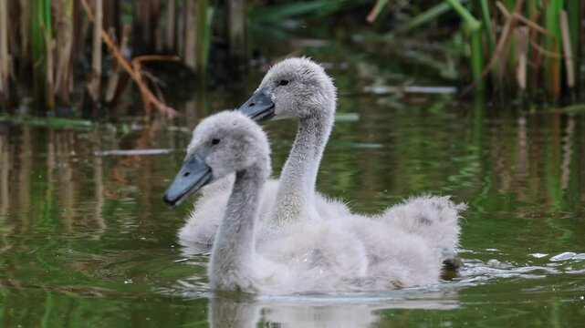 Two cygnets squawk and swim towards the camera on a cloudy summer day. Young mute swans swim in the water and call their parents.