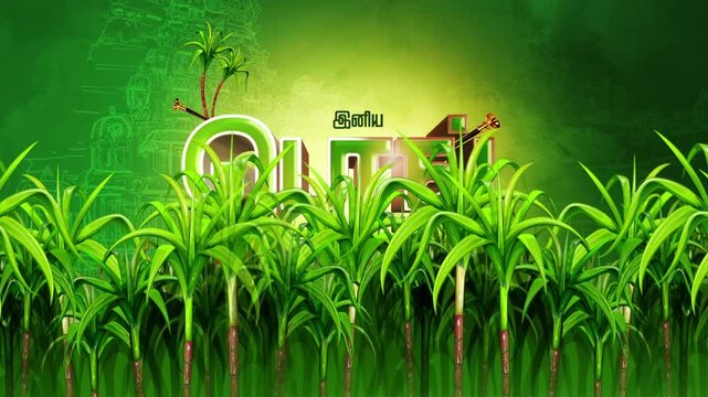 Traditional tamil pongal festival