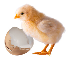 Broken egg next to a very young chick