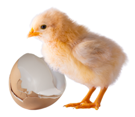 Broken egg next to a very young chick