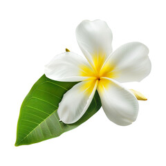 Fototapeta premium white frangipani flower isolated on transparent background remove png, Clipping Path