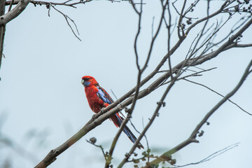 cardinal on a branch