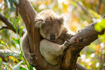 koala in tree