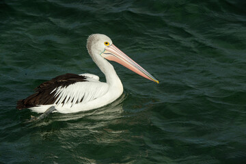 pelican on the beach