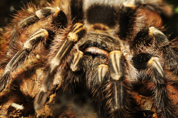 Chaco Golden Knee Tarantula (Grammostola pulchripes) 