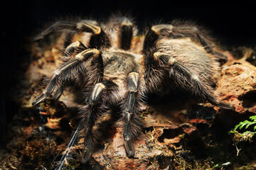 Chaco Golden Knee Tarantula (Grammostola pulchripes) 