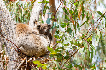 koala bear in tree