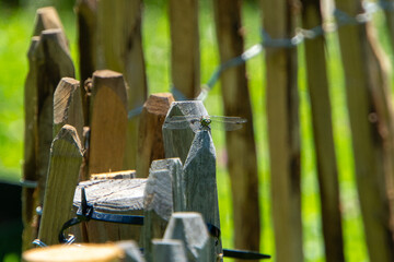 Obraz premium Libelle auf einem Holzzaun