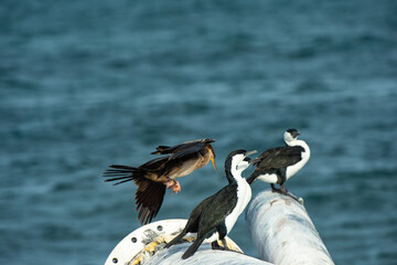 pelicans on the beach