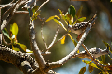 bird on a branch
