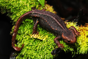 Rare and endemic Myanmar Warty Newt or salamander (Tylototriton shanorum) from Shan state Myanmar