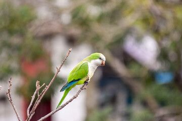 small green parrot perched on the branches of a tree.