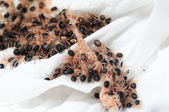 Breeding baby Chaco Golden Knee Tarantula (Grammostola pulchripes) as exotic pet