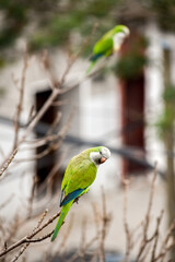 small green parrot perched on the branches of a tree.