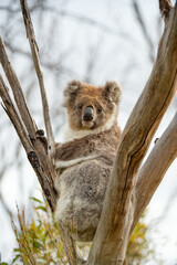 koala bear cub