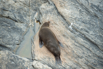 seal on rock