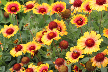 Haillardia is blooming in the garden