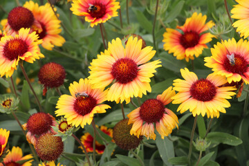 Haillardia is blooming in the garden