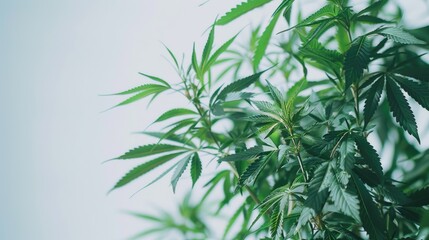 Close up of marijuana plant on a white background