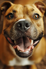 Smiling pitbull with a joyful expression in a close-up indoor shot..