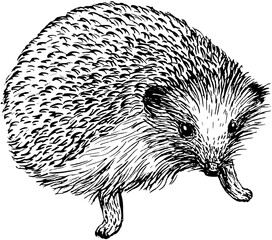 Hedgehog hand drawn sketch drawing isolated on white background. Vector illustration 