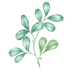 Cranberry and lingonberry leaves watercolor illustration Clipart for seasonal decor, botanical art, and festive fall projects. Ideal for greeting cards, labels, menus, and cottagecore-themed designs