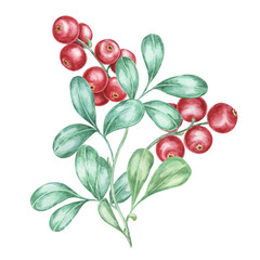 Cranberry, cowberry or lingonberry branch watercolor illustration. Nordic forest red berry clipart for autumn harvest, medicinal plant labels, menus, teas, supplements, and Thanksgiving decorations