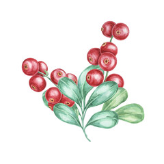 Lingonberry branch. Watercolor illustration of cranberry, cowberry . Nordic forest red berry clipart for autumn harvest-themed prints, stationery, gift wrapping, journals, and Thanksgiving cards