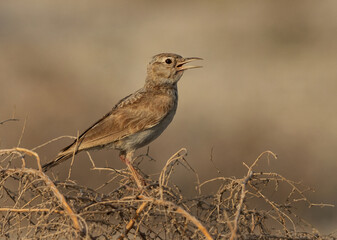 Greater hoopoe-lark perched on bush, Bahrain