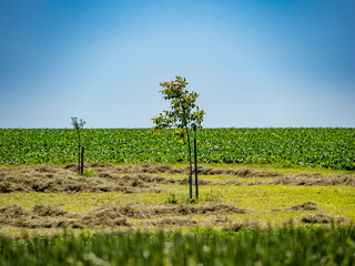 Obraz premium Frisch gemähte Streuobstwiese