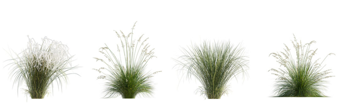 Set of 2 Prairie dropseed Sporobolus heterolepis grass and 2 Stipa pennata (common name European feather grass) isolated png on a transparent background perfectly cutout high resolution	